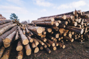 Stacked Timber